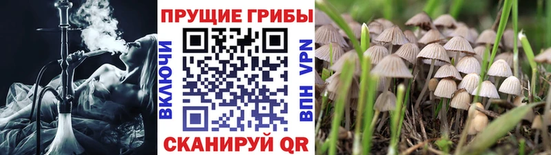 Купить где  Кимовск  Галлюциногенные грибы Cubensis 